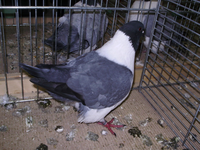 5609a ms 0