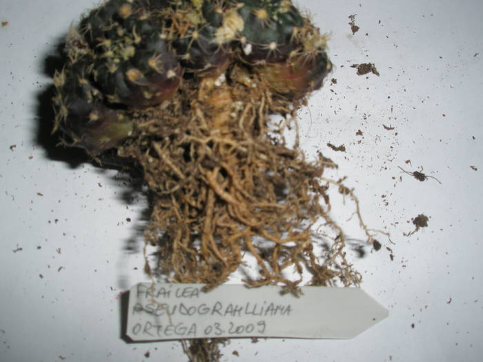 Frailea pseudograhlliana - RADACINI de cactus