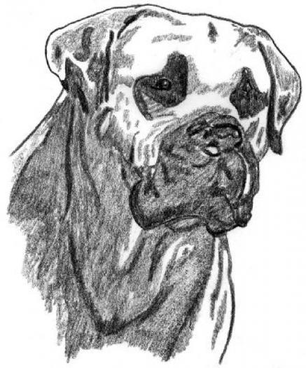 Boerboel - NET grafica caini