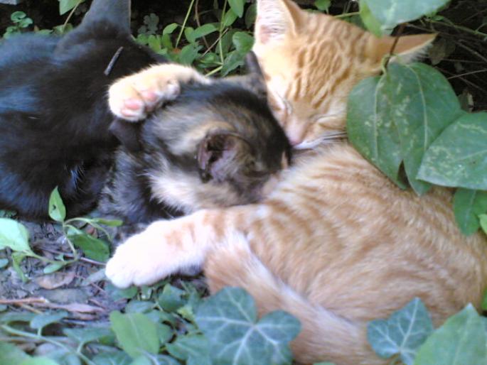 2 - pisici din 2007