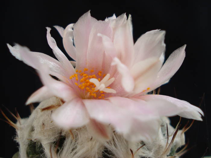 Turbinicarpus lophophoroides - Cactusi