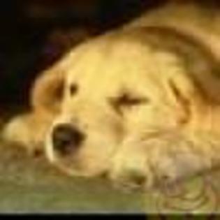 avatare_gratuite_062832bee6da9042434998381f60535b - CATELUSI