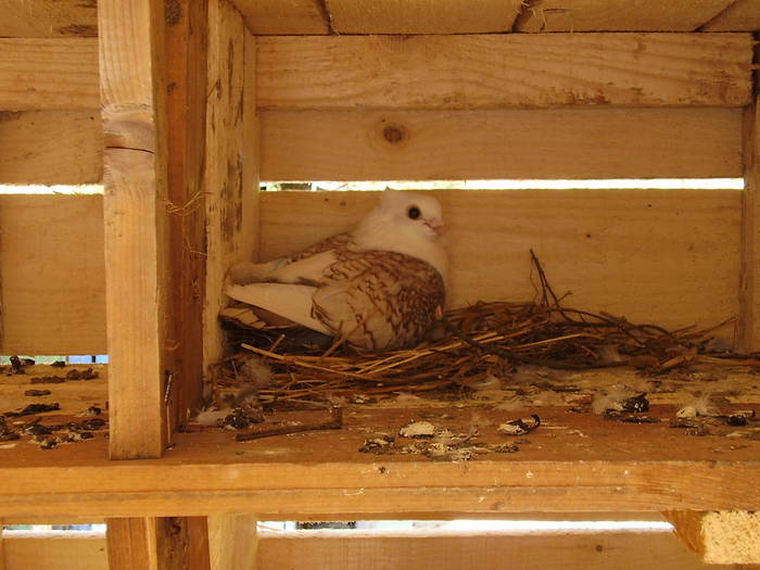 73 - C Porumbei Blueti si Satineti Vechi