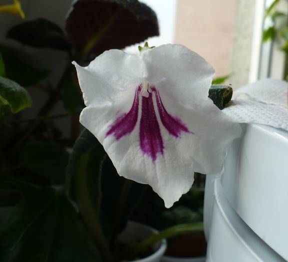 P1120485 - STREPTOCARPUSI