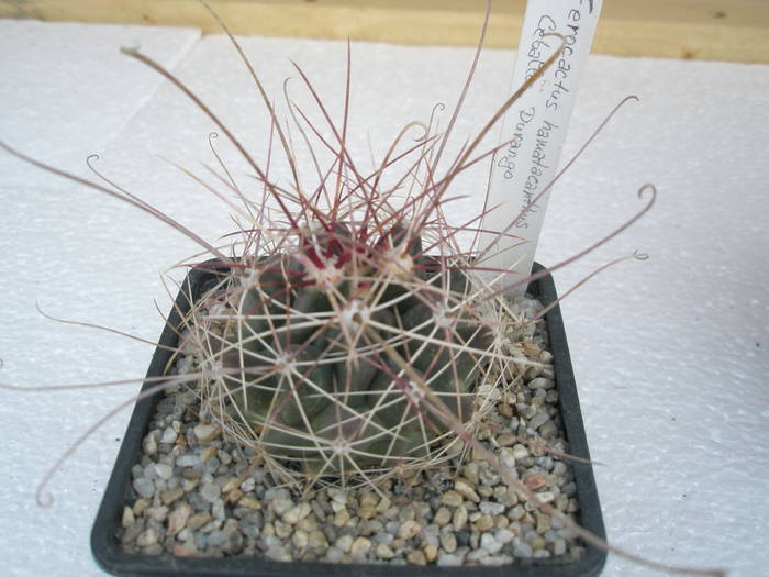 Ferocactus hamatacanthus Celabo, Durango - Ferocactus