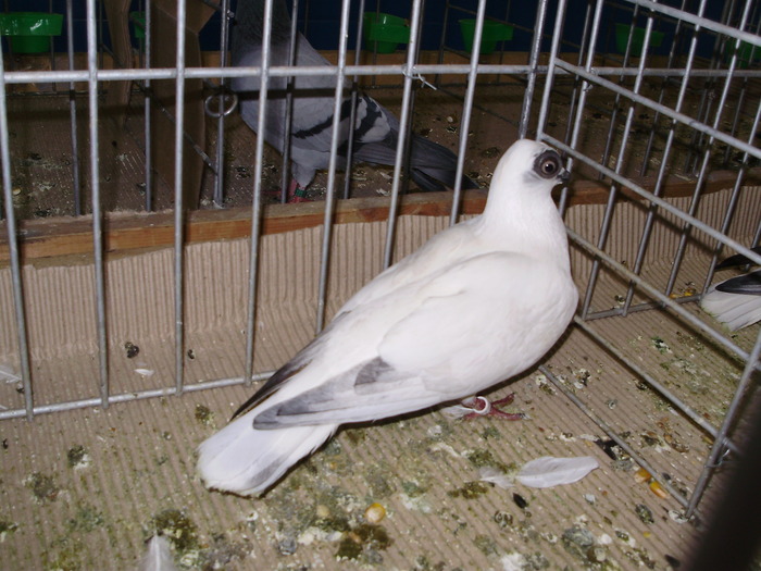 10796c sb 1 - 1507 partea 6a