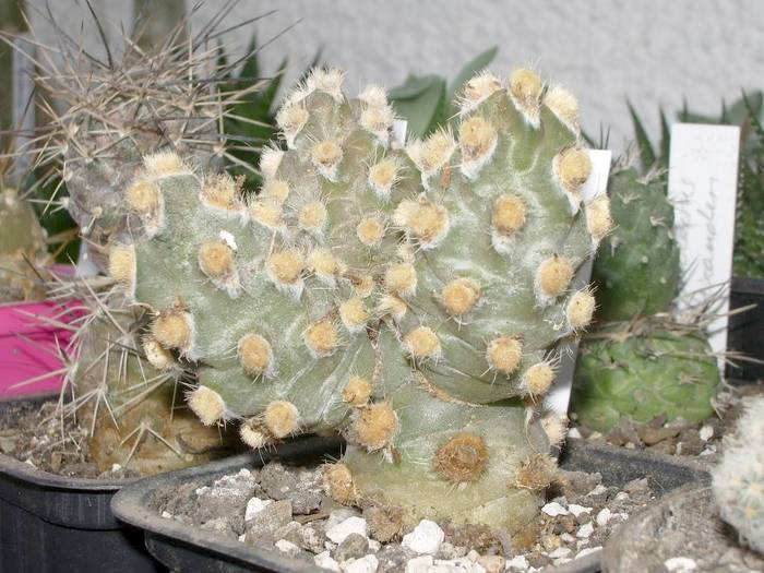 Tephrocactus molinensis - Tephrocactus