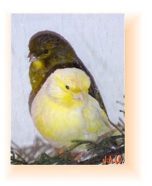 canari%20gloster%20corona3 - canari