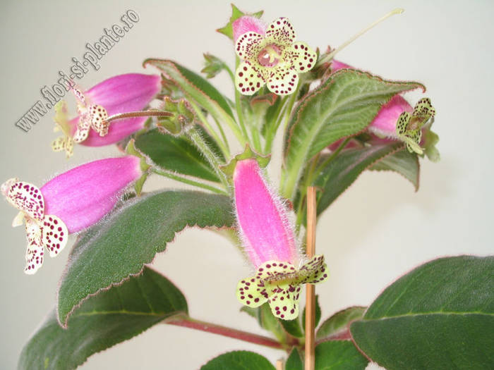 Kohleria Beltane 11 - KOHLERIA I