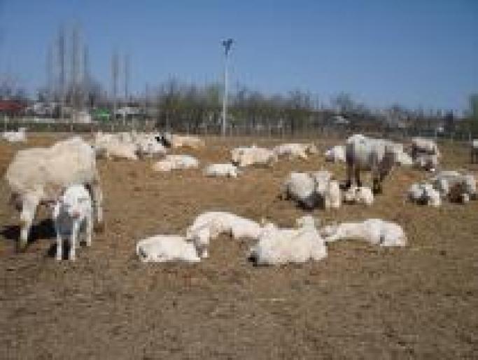 Romania Ferme Vaci Vitei Taurasi Moiseradu