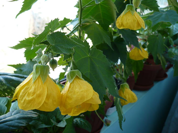 P1090866 - ABUTILONI