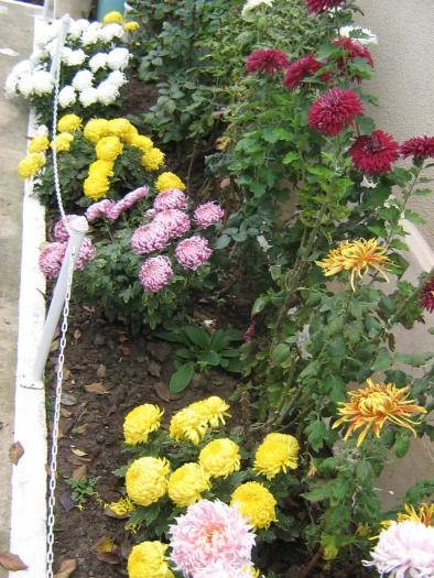 picture 477 - crizanteme  2008