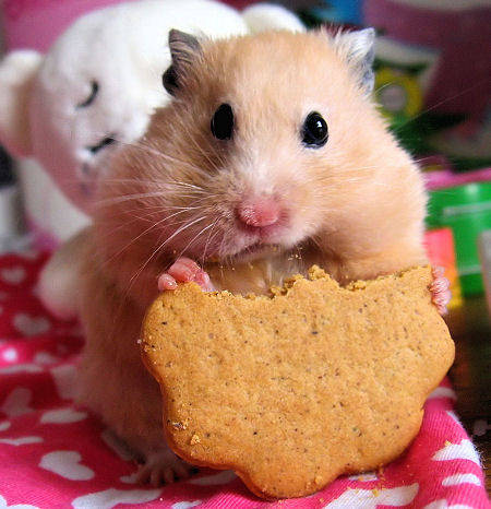 poze-animale-amuzante-hamsteri-prajituri - HAMsTeRIY