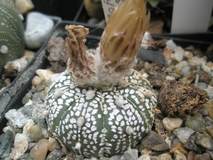 P6010101 - plantele lui George Nitu