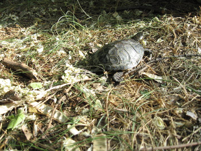 IMG_3501 - salcim I si II 2009