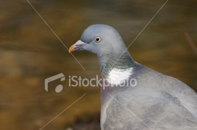 ist2_3135907_wood_pigeon_wild_bird - Porumbei salbatici