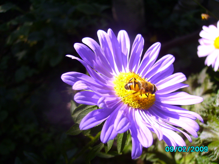 IMG_8598 - insecte si flori