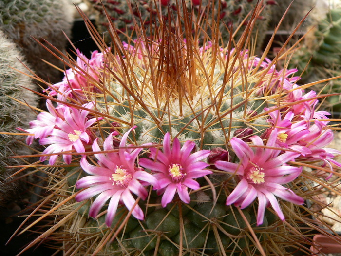 mammillaria_apozolensis_v.saltensis - genul Mammillaria