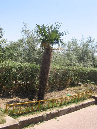 palmier din Mamaia - palmieri