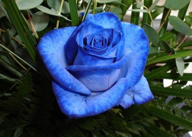 blue_rose_06 - Trandafiri albastri