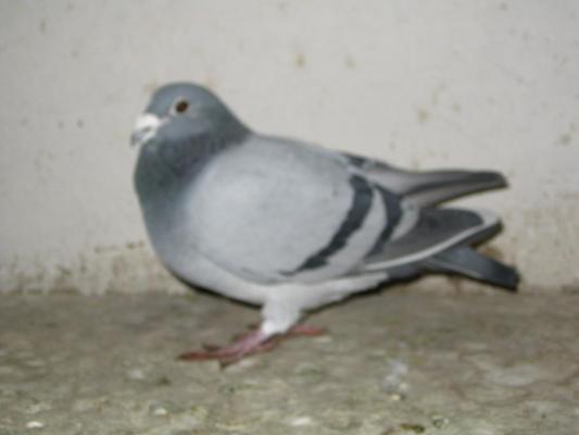 Mascul 1991