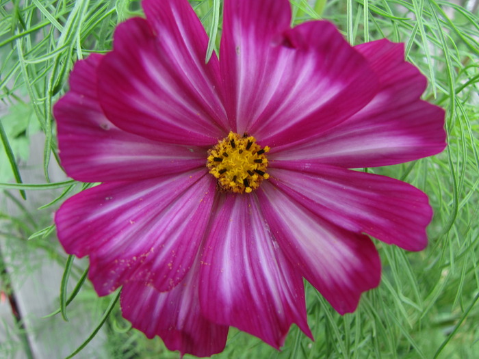 Cosmea 17 aug 2009 (4) - cosmos