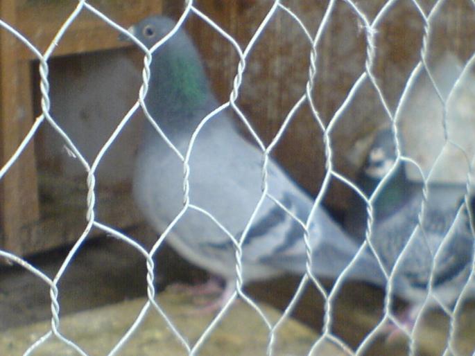 DSC01029; Achizitie muntean vasile
