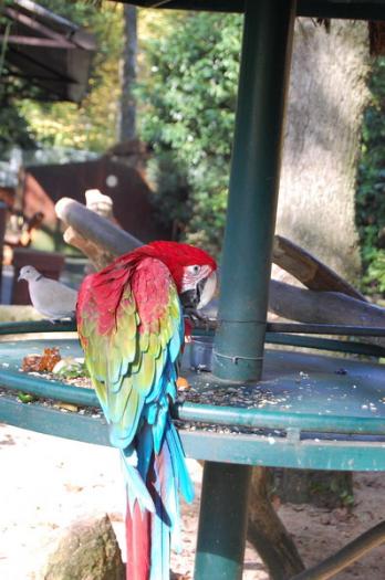 DSC_0060 - zoo amneville