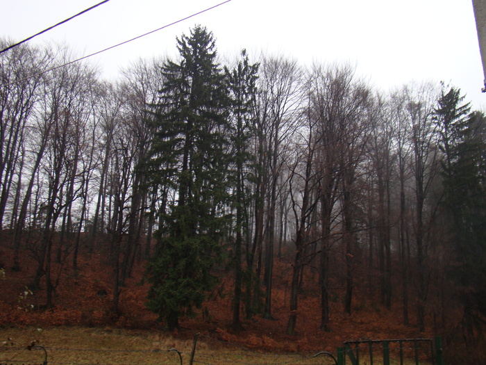 DSC00941