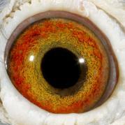 QTOLKTHQHTQYEIDDLBX - OCHII PORUMBEILOR