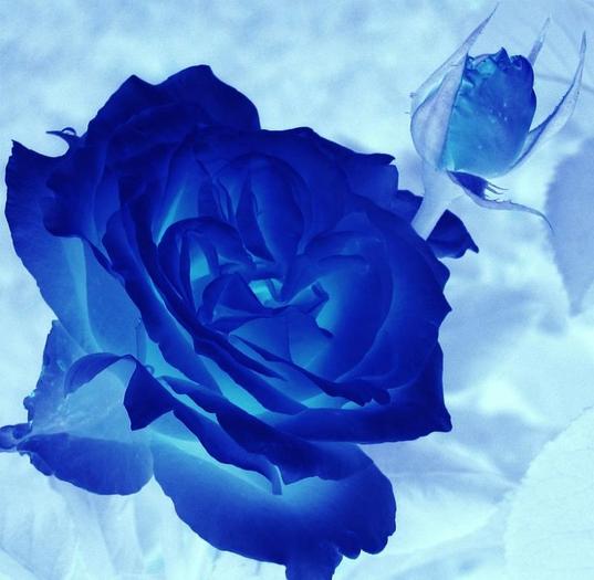 Trandafir_Albastru - Trandafiri albastri