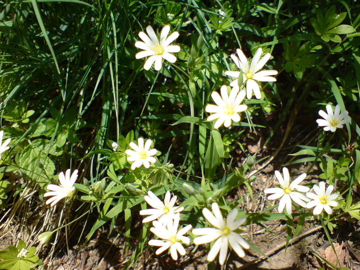 DSC01056 - Flori de camp