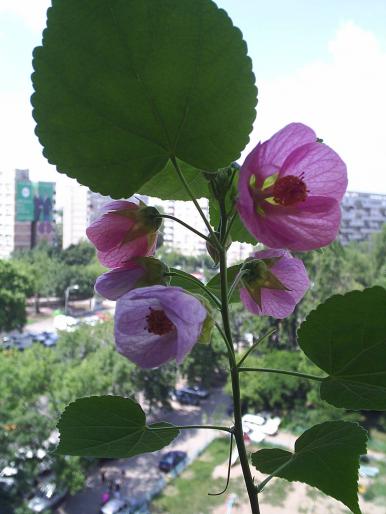 abutilon