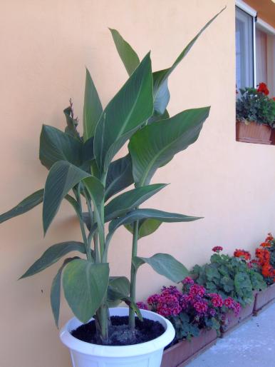 canna. - Plantele mele de terasa si exterior
