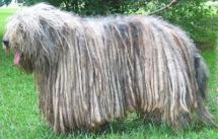 m_bergamasco_h01
