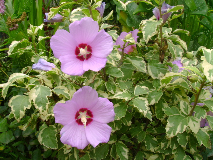 Hibiscus syriacus variegat