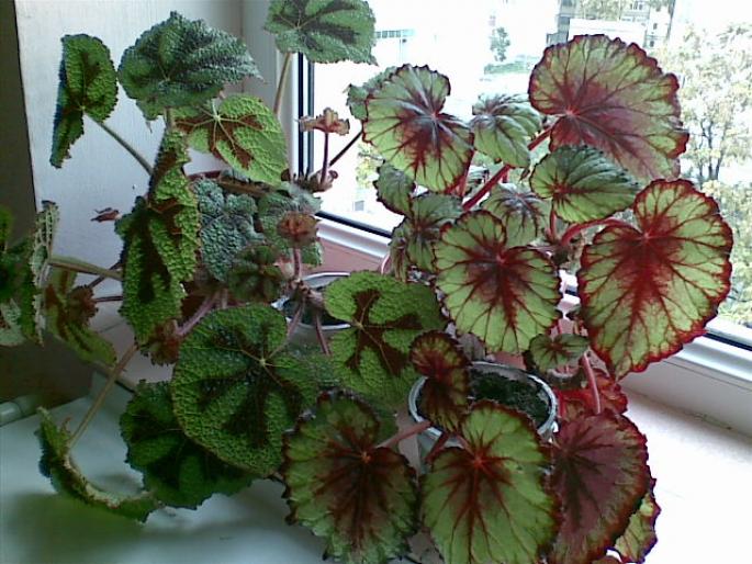 Begonii decorative prin frunze - alte plante de apartament - Arina