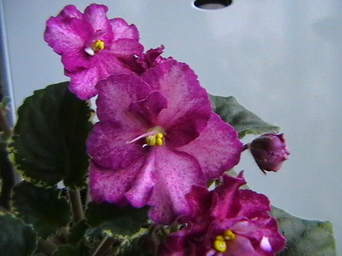 26.11 - violete 2009