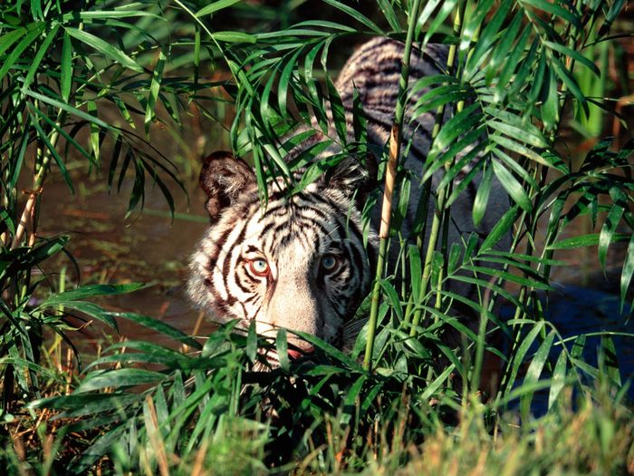 Concealed, Bengal Tiger; Cele mai frumoase animale.
