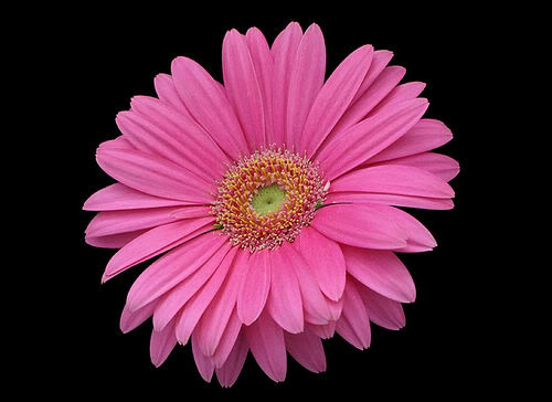 pinkflower