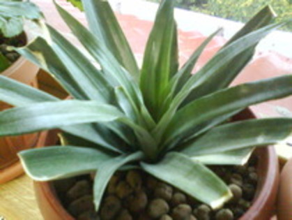 Ananas; Octombrie 2009
