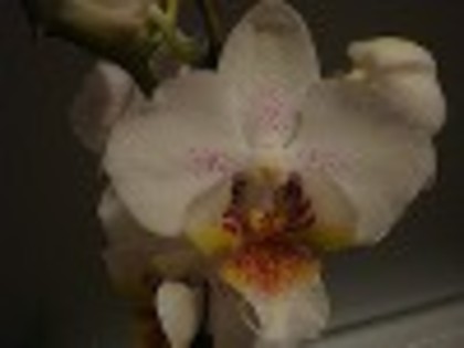 fluturas - phalaenopsis