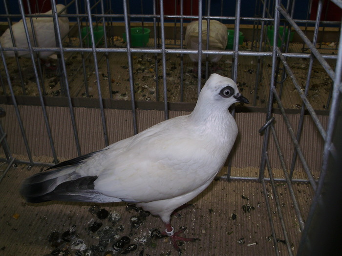 10598 wiener tbl 1 - 1507 partea 6a