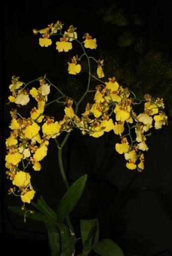 oncidium - orhidee