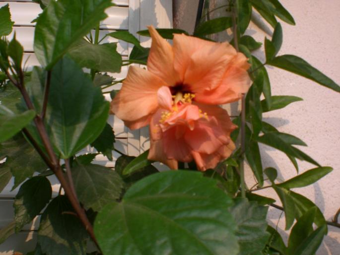 hibiscus - w 2007 florile mele