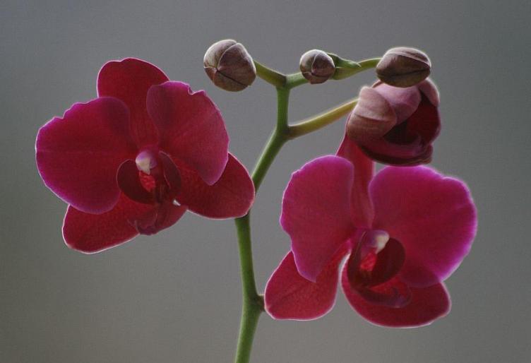 phalaenopsis - orhidee