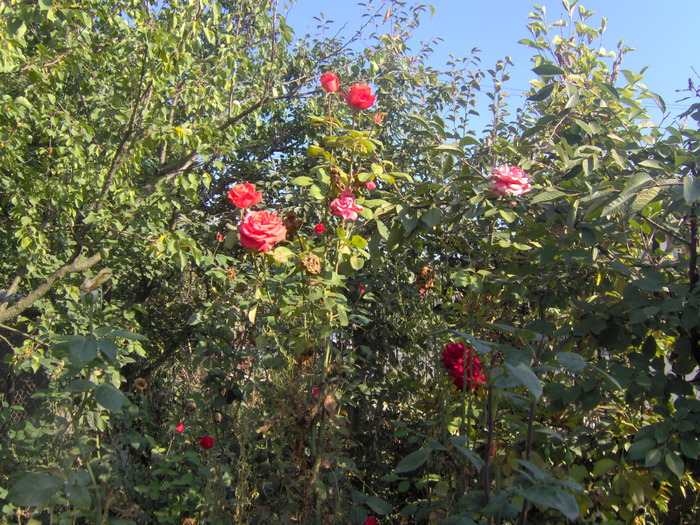 IM000241 - trandafirii in octombrie 2009