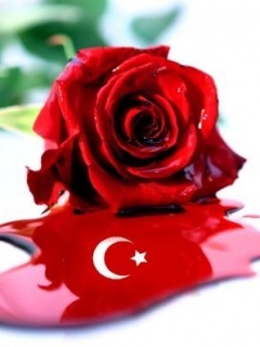 Turkish_Rose