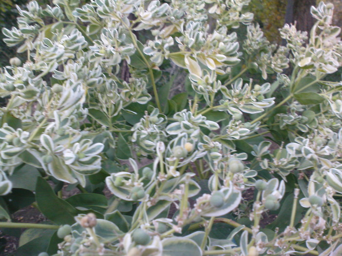 DSC00062