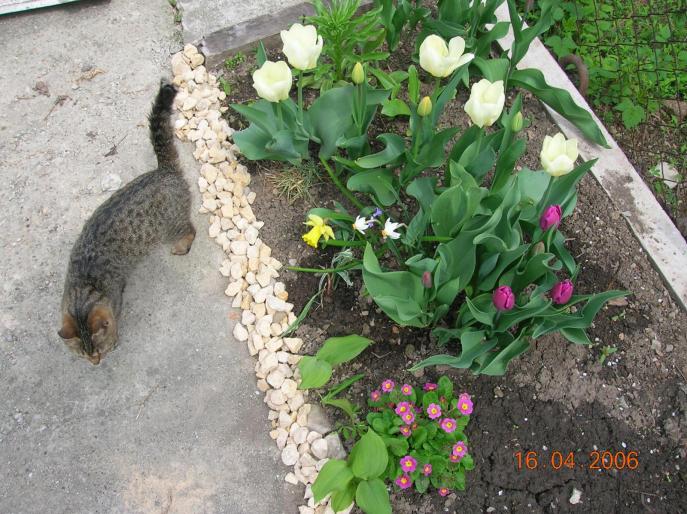 alte lalele - flori de primavara si pisici